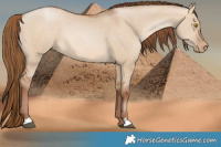 Horse Color:Brown Pearl Dun 
