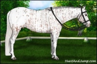 Horse Color:Brown Appaloosa and Silver Brown Appaloosa