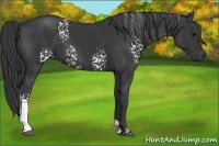 Horse Color:White Spotted Black 