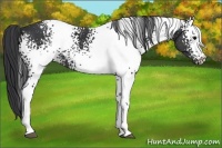 Horse Color:White Spotted Black 