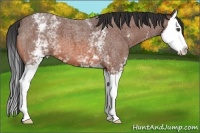 Horse Color:White Spotted Bay Roan Splash