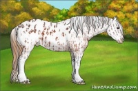 Horse Color:Brown Blanket  and Buckskin Blanket 
