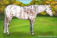 Horse Color:Brown Appaloosa and Brown Frame Appaloosa