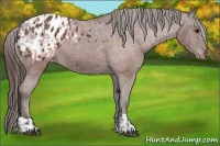 Horse Color:Brown Appaloosa and Bay Appaloosa