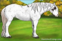 Horse Color:Liver Chestnut Sabino Appaloosa Rabicano