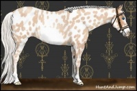 Horse Color:Silver Sable Champagne Roan Frame Appaloosa Rabicano 