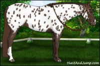 Horse Color:Liver Chestnut Appaloosa 