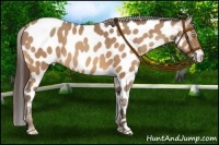 Horse Color:Amber Champagne Near Leopard 