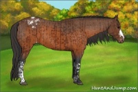 Horse Color:Brown Appaloosa  and Brown Appaloosa 