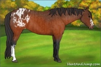 Horse Color:Brown Appaloosa  and Brown Appaloosa 