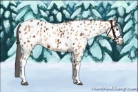 Horse Color:Brown Appaloosa  and Sable Champagne Appaloosa 