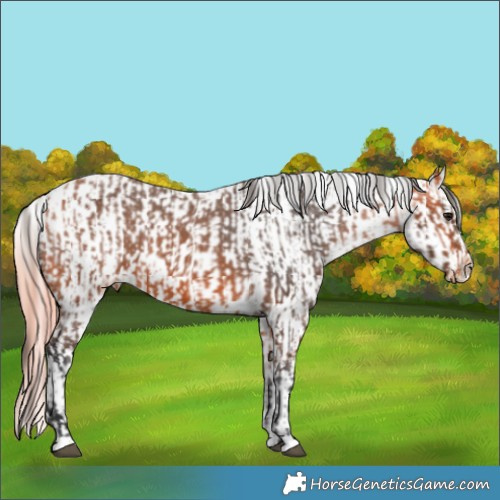 Horse Color:Bay Appaloosa  and Watercolor Buckskin Pearl Dun Appaloosa 