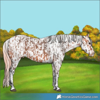 Horse Color:Bay Varnish  and Watercolor Buckskin Pearl Dun Snowflake Varnish 