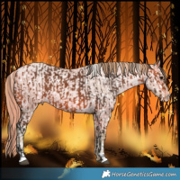 Horse Color:Bay Varnish  and Watercolor Buckskin Pearl Dun Snowflake Varnish 