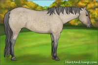 Horse Color:Bay Dun Appaloosa 