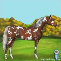 Horse Color:White Spotted Silver Bay 