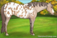 Horse Color:Amber Champagne Appaloosa 