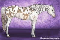 Horse Color:Buckskin Dun Appaloosa