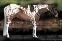 Horse Color:Brown Snowcap  and Liver Chestnut Tobiano Snowcap 