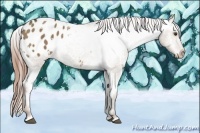 Horse Color:White Spotted Liver Red Dun Appaloosa 