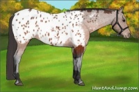 Horse Color:Brown Appaloosa and Brown Appaloosa
