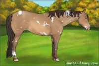 Horse Color:White Spotted Amber Champagne Rabicano 