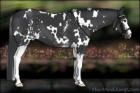 Horse Color:White Spotted Black Appaloosa