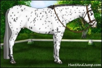 Horse Color:Black Near Leopard Rabicano 