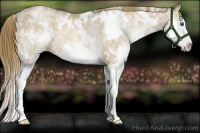 Horse Color:White Spotted Liver Chestnut Pearl Splash 