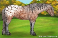 Horse Color:Brown Appaloosa  and Brown Appaloosa 