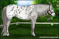 Horse Color:Liver Red Dun Frame Appaloosa 