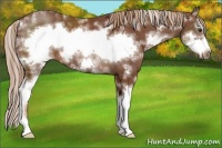 Horse Color:Chestnut Sabino Frame Rabicano
