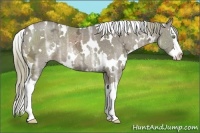 Horse Color:White Spotted Liver Chestnut Ice Sabino Splash Rabicano