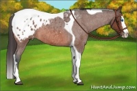 Horse Color:Bay Roan Splash Tobiano Appaloosa 