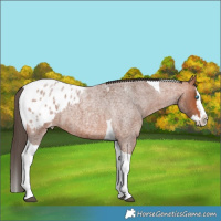 Horse Color:Bay Roan Splash Tobiano Varnish 
