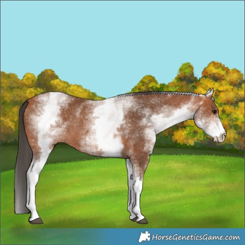 Horse Color:White Spotted Bay Rabicano 