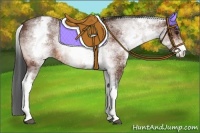 Horse Color:White Spotted Bay Rabicano 