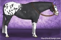 Horse Color:Black Splash Appaloosa 