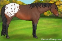 Horse Color:Bay Roan Appaloosa 