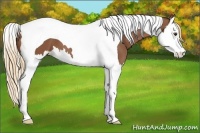Horse Color:Chestnut Splash Tobiano