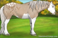 Horse Color:Palomino Splash Appaloosa 