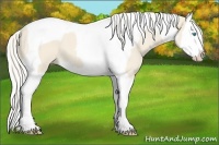 Horse Color:Cremello Splash Tobiano 