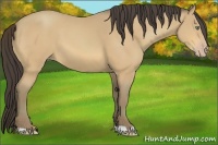 Horse Color:Amber Cream Champagne