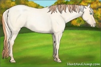 Horse Color:Palomino Roan Pearl Dun and Buckskin Roan Pearl Dun