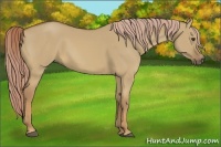 Horse Color:Palomino Dun 