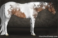 Horse Color:White Spotted Bay Tobiano
