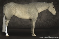Horse Color:Chocolate Palomino 