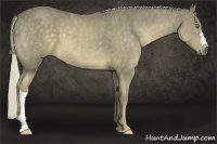 Horse Color:Chocolate Palomino 