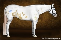 Horse Color:Buckskin Dun Splash Tobiano Appaloosa