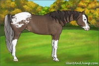 Horse Color:Liver Chestnut Sabino Splash Snowcap 